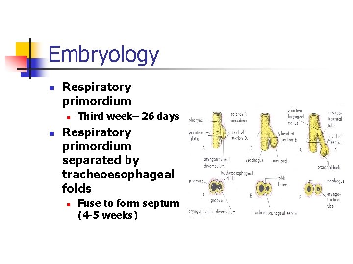 Embryology n Respiratory primordium n n Third week– 26 days Respiratory primordium separated by