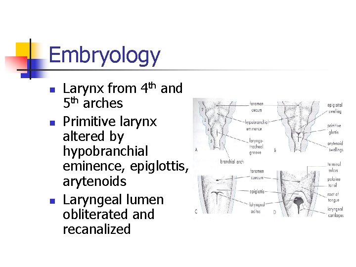 Embryology n n n Larynx from 4 th and 5 th arches Primitive larynx