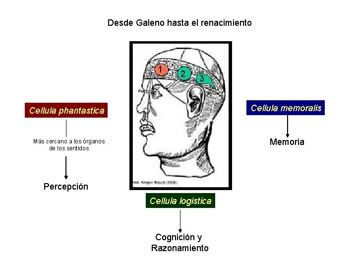 Desde Galeno hasta el renacimiento 1 2 3 Cellula memoralis Cellula phantastica Memoria Más