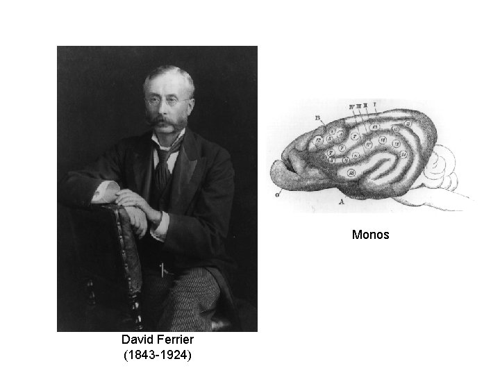 Monos David Ferrier (1843 -1924) 