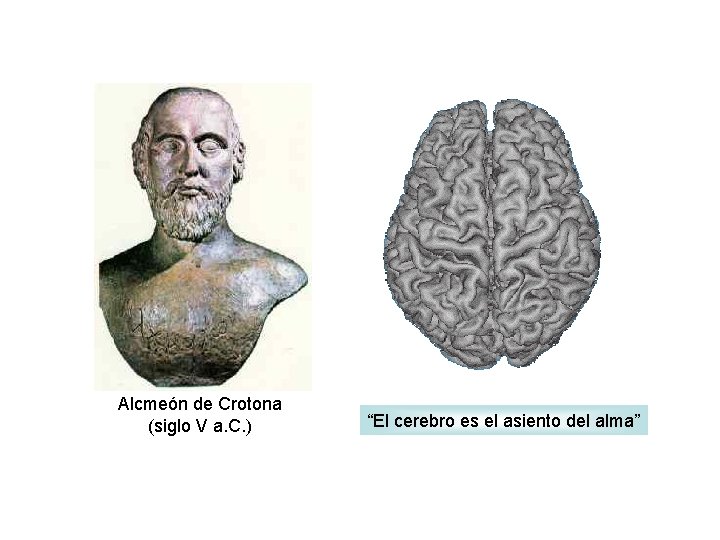 Alcmeón de Crotona (siglo V a. C. ) “El cerebro es el asiento del