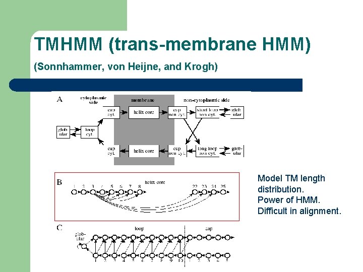 TMHMM (trans-membrane HMM) (Sonnhammer, von Heijne, and Krogh) Model TM length distribution. Power of