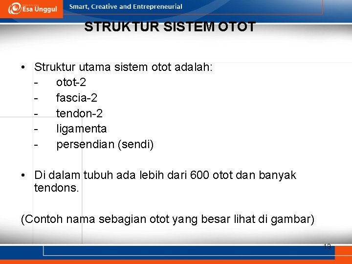 STRUKTUR SISTEM OTOT • Struktur utama sistem otot adalah: otot-2 fascia-2 tendon-2 ligamenta persendian