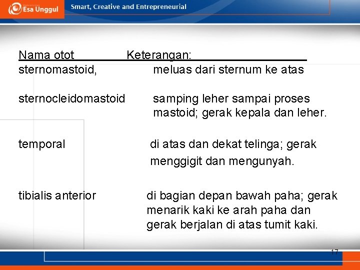 Nama otot sternomastoid, Keterangan: meluas dari sternum ke atas sternocleidomastoid samping leher sampai proses