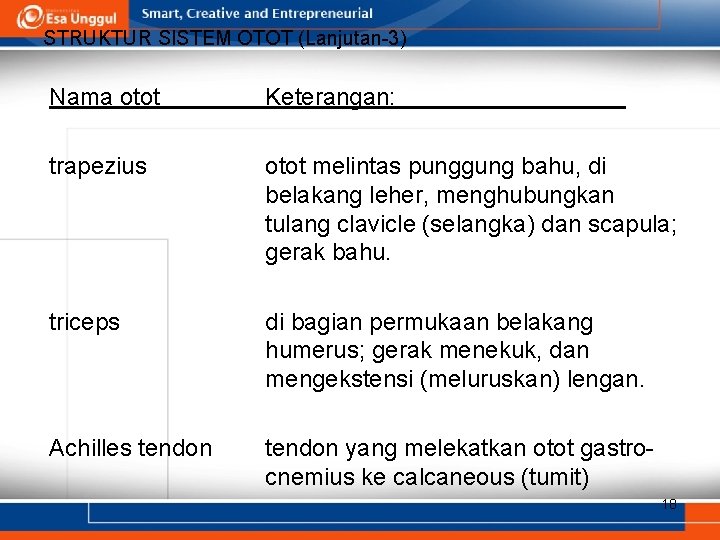 STRUKTUR SISTEM OTOT (Lanjutan-3) Nama otot Keterangan: trapezius otot melintas punggung bahu, di belakang