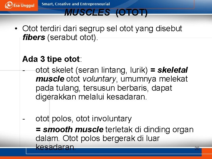 MUSCLES (OTOT) • Otot terdiri dari segrup sel otot yang disebut fibers (serabut otot).