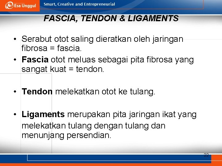 FASCIA, TENDON & LIGAMENTS • Serabut otot saling dieratkan oleh jaringan fibrosa = fascia.