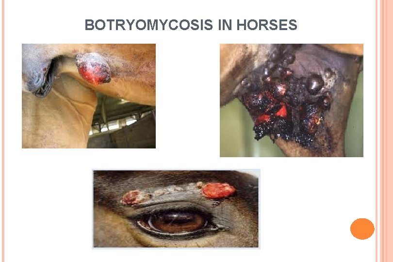 BOTRYOMYCOSIS IN HORSES 
