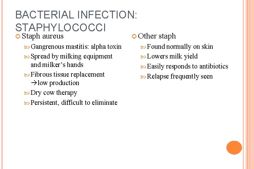BACTERIAL INFECTION: STAPHYLOCOCCI Staph aureus Gangrenous mastitis: alpha toxin Spread by milking equipment and