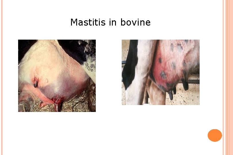 Mastitis in bovine 
