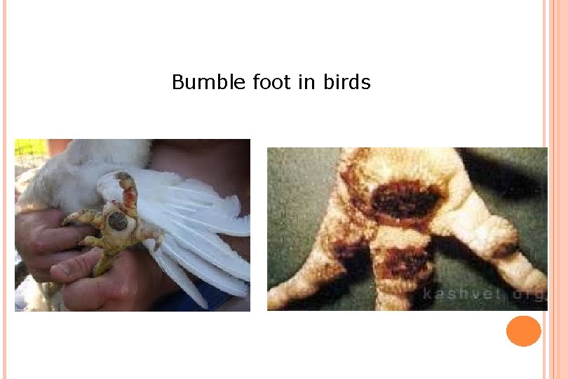Bumble foot in birds 