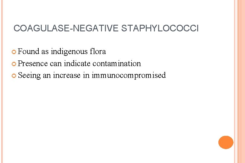COAGULASE-NEGATIVE STAPHYLOCOCCI Found as indigenous flora Presence can indicate contamination Seeing an increase in