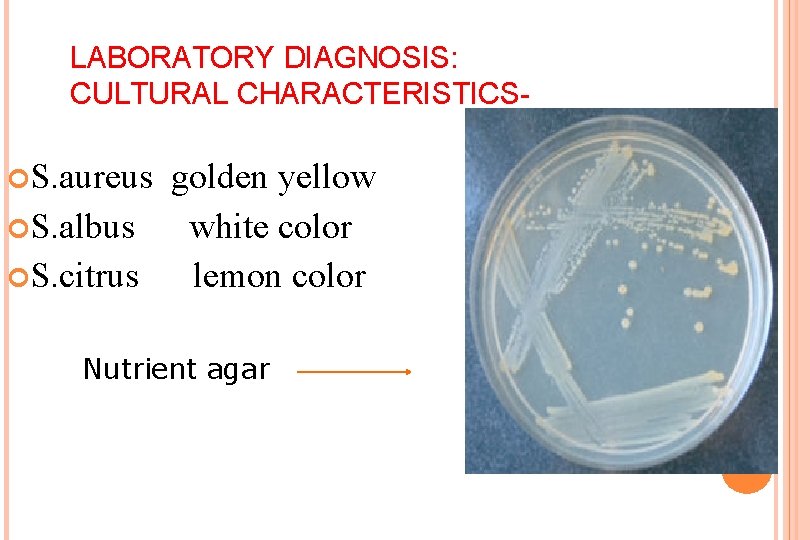 LABORATORY DIAGNOSIS: CULTURAL CHARACTERISTICS S. aureus golden yellow S. albus white color S. citrus