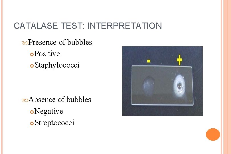 CATALASE TEST: INTERPRETATION Presence of bubbles Positive Staphylococci Absence of bubbles Negative Streptococci 