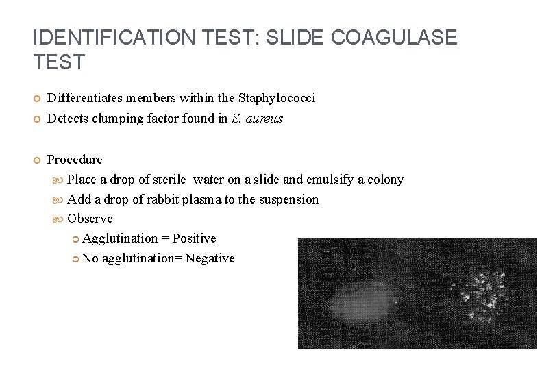 IDENTIFICATION TEST: SLIDE COAGULASE TEST Differentiates members within the Staphylococci Detects clumping factor found