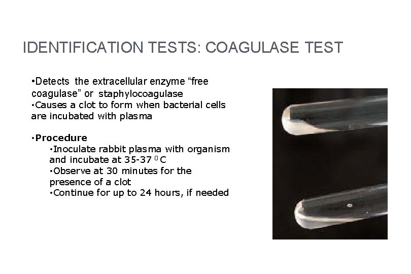 IDENTIFICATION TESTS: COAGULASE TEST • Detects the extracellular enzyme “free coagulase” or staphylocoagulase •