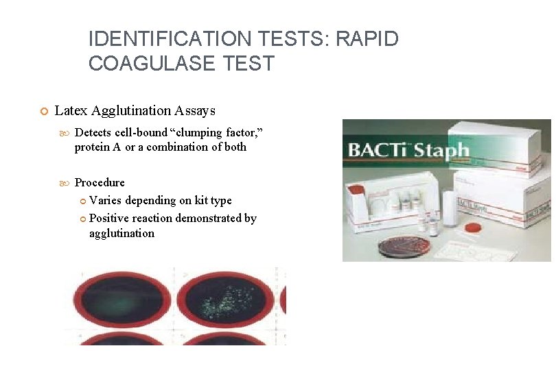 IDENTIFICATION TESTS: RAPID COAGULASE TEST Latex Agglutination Assays Detects cell-bound “clumping factor, ” protein