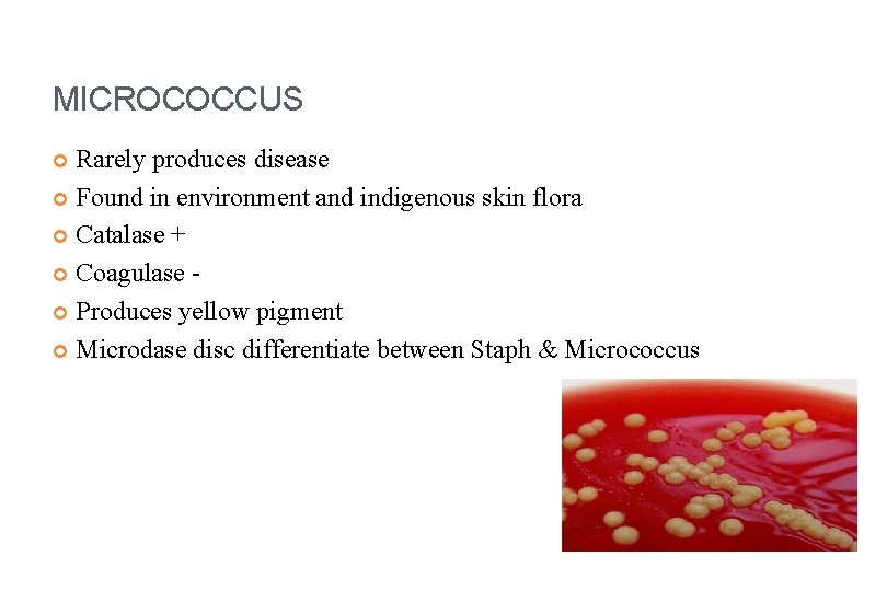 MICROCOCCUS Rarely produces disease Found in environment and indigenous skin flora Catalase + Coagulase