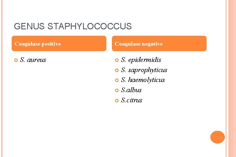 GENUS STAPHYLOCOCCUS Coagulase positive S. aureus Coagulase negative S. epidermidis S. saprophyticus S. haemolyticus