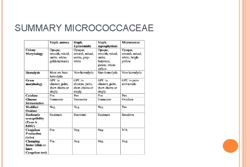 SUMMARY MICROCOCCACEAE 