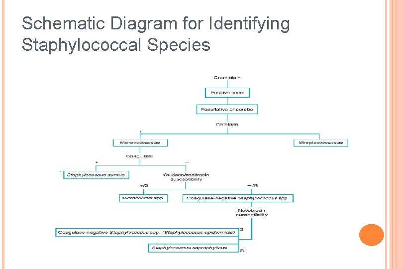 Schematic Diagram for Identifying Staphylococcal Species 