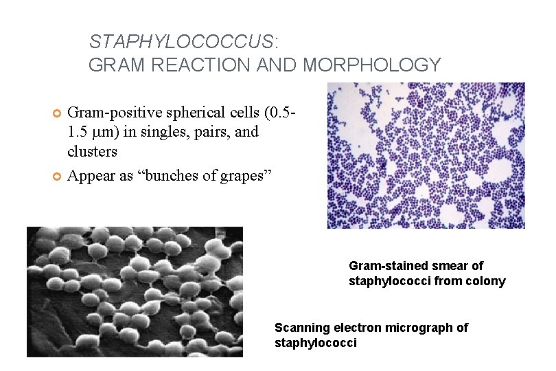 STAPHYLOCOCCUS: GRAM REACTION AND MORPHOLOGY Gram-positive spherical cells (0. 51. 5 mm) in singles,
