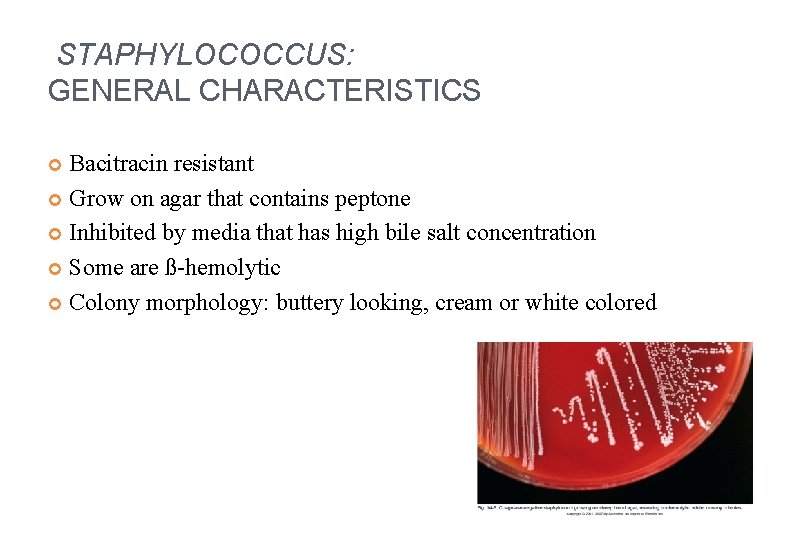 STAPHYLOCOCCUS: GENERAL CHARACTERISTICS Bacitracin resistant Grow on agar that contains peptone Inhibited by media