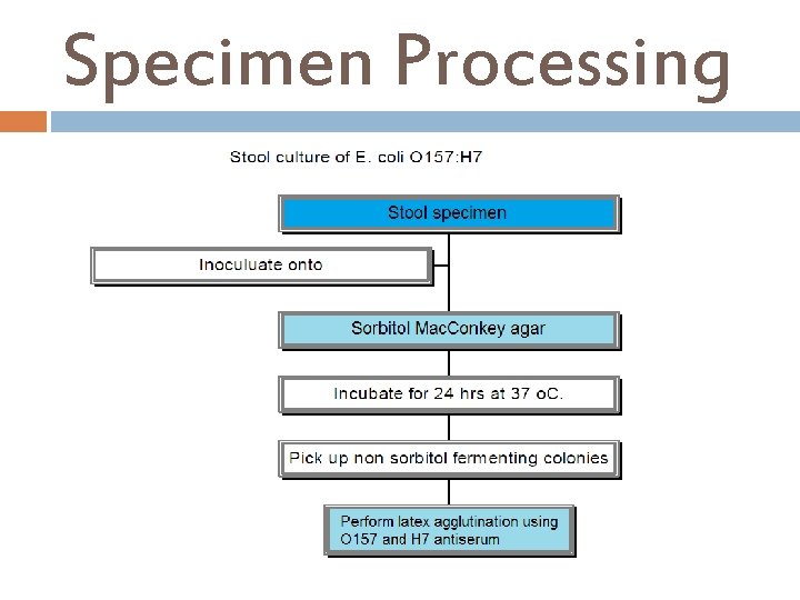 Specimen Processing 