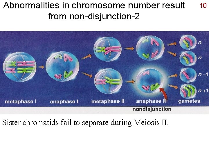 Abnormalities in chromosome number result from non-disjunction-2 Sister chromatids fail to separate during Meiosis