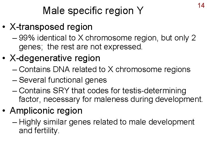 Male specific region Y 14 • X-transposed region – 99% identical to X chromosome