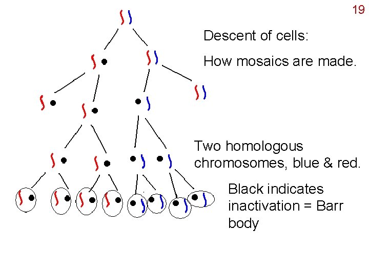 19 Descent of cells: How mosaics are made. Two homologous chromosomes, blue & red.