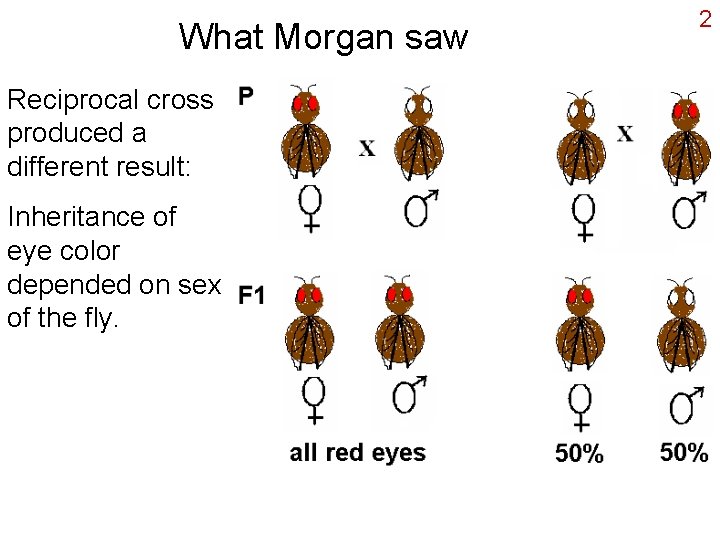 What Morgan saw Reciprocal cross produced a different result: Inheritance of eye color depended
