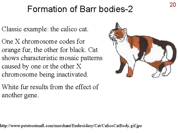 Formation of Barr bodies-2 Classic example: the calico cat. One X chromosome codes for