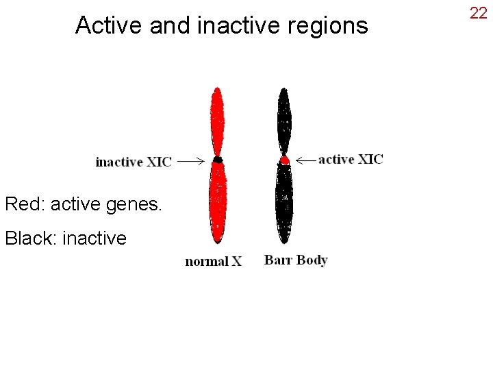 Active and inactive regions Red: active genes. Black: inactive 22 