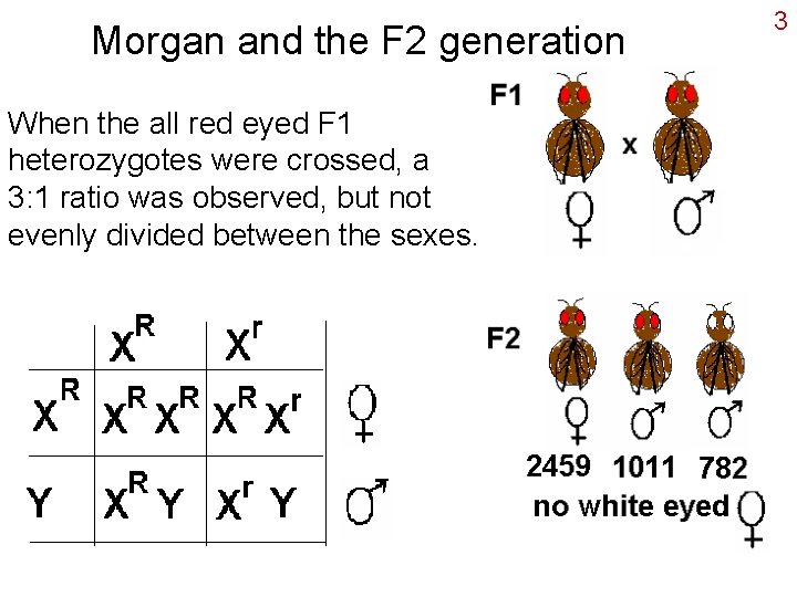 Morgan and the F 2 generation When the all red eyed F 1 heterozygotes