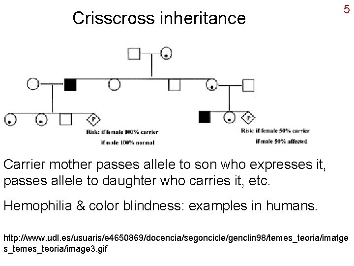 Crisscross inheritance 5 Carrier mother passes allele to son who expresses it, passes allele