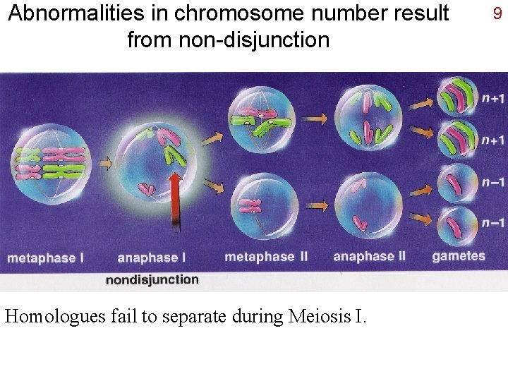 Abnormalities in chromosome number result from non-disjunction Homologues fail to separate during Meiosis I.