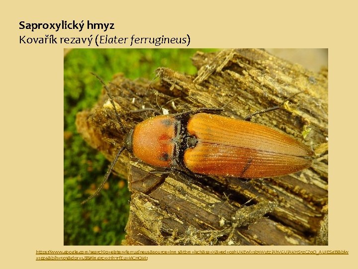 Saproxylický hmyz Kovařík rezavý (Elater ferrugineus) https: //www. google. com/search? q=elater+ferrugineus&source=lnms&tbm=isch&sa=X&ved=0 ah. UKEwixsb 3