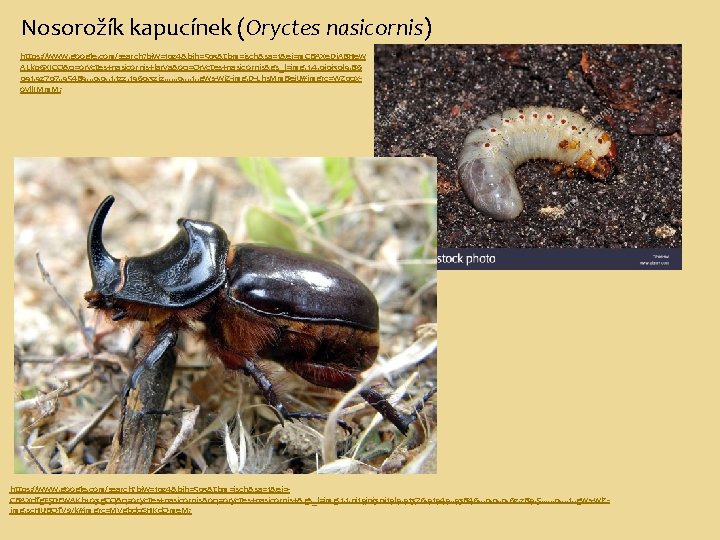 Nosorožík kapucínek (Oryctes nasicornis) https: //www. google. com/search? biw=1024&bih=503&tbm=isch&sa=1&ei=m. CBAXe. Dj. A 8 Hew