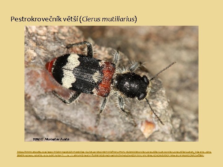 Pestrokrovečník větší (Clerus mutillarius) https: //www. google. com/search? biw=1024&bih=503&tbm=isch&sa=1&ei=6 y. FAXbfh. Msr. Pw. AL