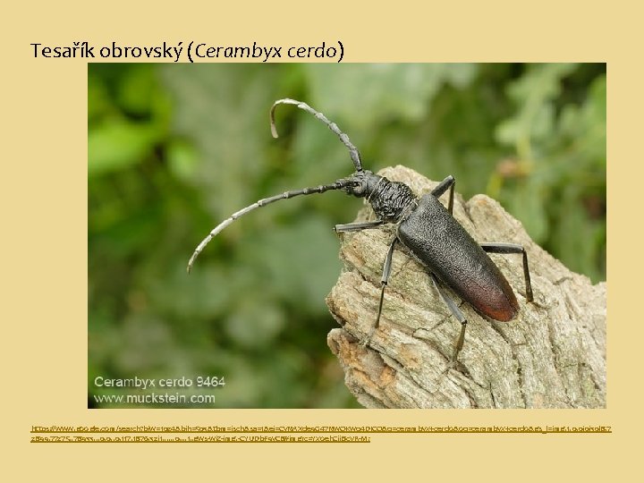 Tesařík obrovský (Cerambyx cerdo) https: //www. google. com/search? biw=1024&bih=503&tbm=isch&sa=1&ei=Cy. NAXde 9 G 47 Nw.