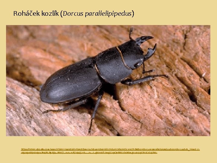 Roháček kozlík (Dorcus parallelipipedus) https: //www. google. com/search? biw=1024&bih=503&tbm=isch&sa=1&ei=ki. RAXduv. KMbcw. QL 3 nq