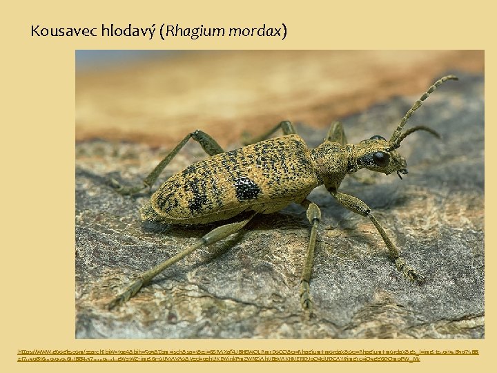 Kousavec hlodavý (Rhagium mordax) https: //www. google. com/search? biw=1024&bih=503&tbm=isch&sa=1&ei=6 SRAXaf 4 J 8 HSw.