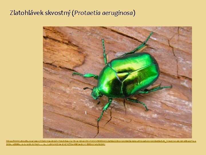 Zlatohlávek skvostný (Protaetia aeruginosa) https: //www. google. com/search? biw=1024&bih=503&tbm=isch&sa=1&ei=RSVAXZCv. Ht. HRw. QLbg 6 jo.