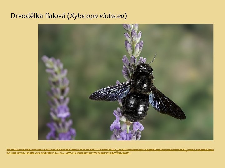 Drvodělka fialová (Xylocopa violacea) https: //www. google. com/search? biw=1024&bih=503&tbm=isch&sa=1&ei=CCZAXcv 3 IMbfw. QL_7 Izg. CQ&q=xylocopa+violacea&oq=xylocopa+violacea&gs_l=img.