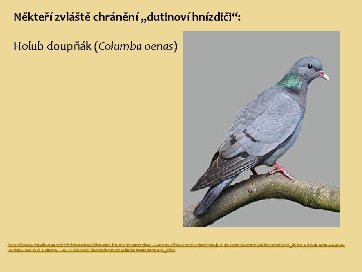 Někteří zvláště chránění „dutinoví hnízdiči“: Holub doupňák (Columba oenas) https: //www. google. com/search? biw=1024&bih=503&tbm=isch&sa=1&ei=c.