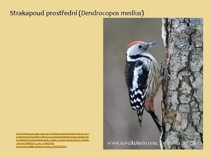 Strakapoud prostřední (Dendrocopos medius) https: //www. google. com/search? biw=1024&bih=503&tbm=isch&s a=1&ei=Wyh. AXce. HDYv. Nw. ALFv.