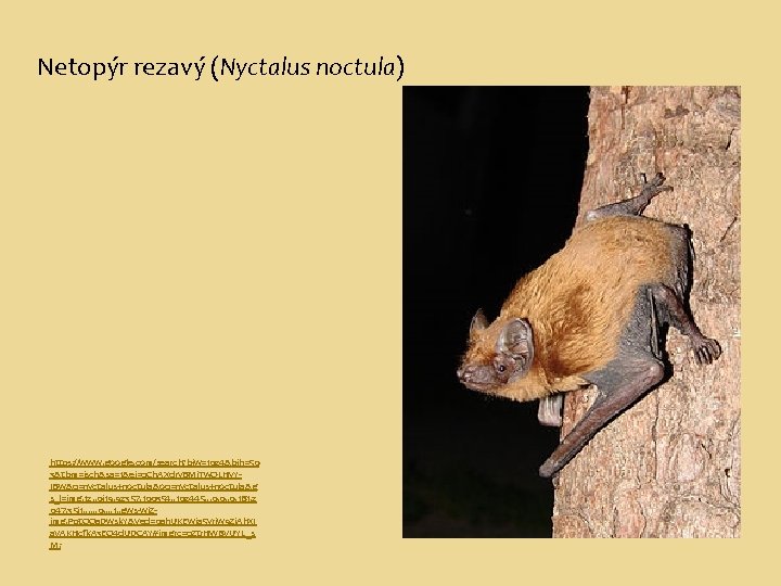 Netopýr rezavý (Nyctalus noctula) https: //www. google. com/search? biw=1024&bih=50 3&tbm=isch&sa=1&ei=q. Ch. AXdry. BMj. Tw.