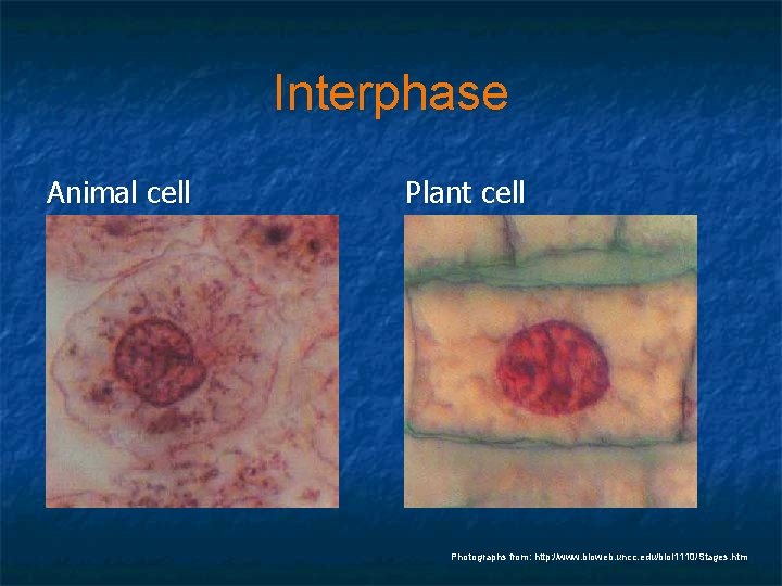 Interphase Animal cell Plant cell Photographs from: http: //www. bioweb. uncc. edu/biol 1110/Stages. htm