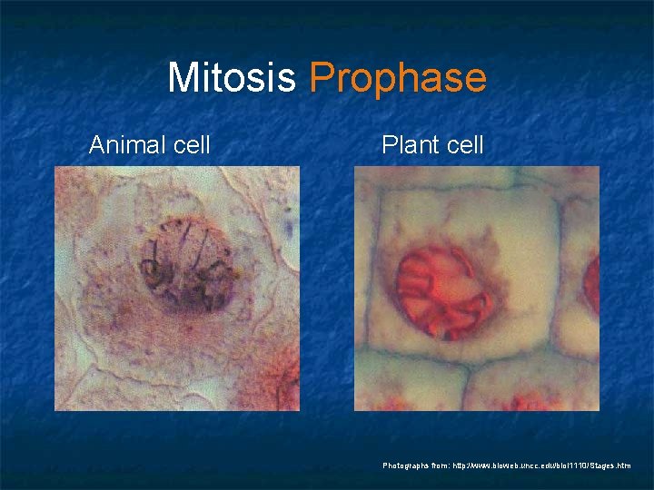 Mitosis Prophase Animal cell Plant cell Photographs from: http: //www. bioweb. uncc. edu/biol 1110/Stages.